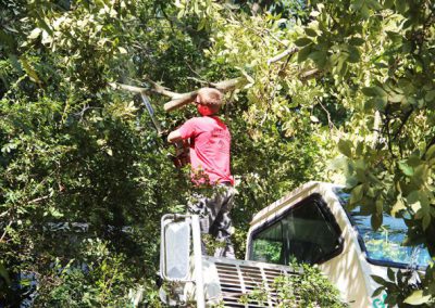 Gonzalez Tree Care