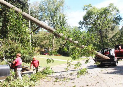 Gonzalez Tree Care