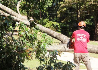 Gonzalez Tree Care