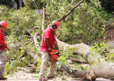 Gonzalez Tree Care