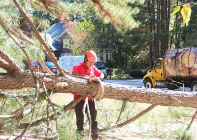 Gonzalez Tree Care